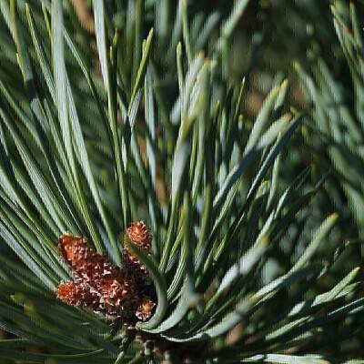 Pinus sylvestris Watererii_01